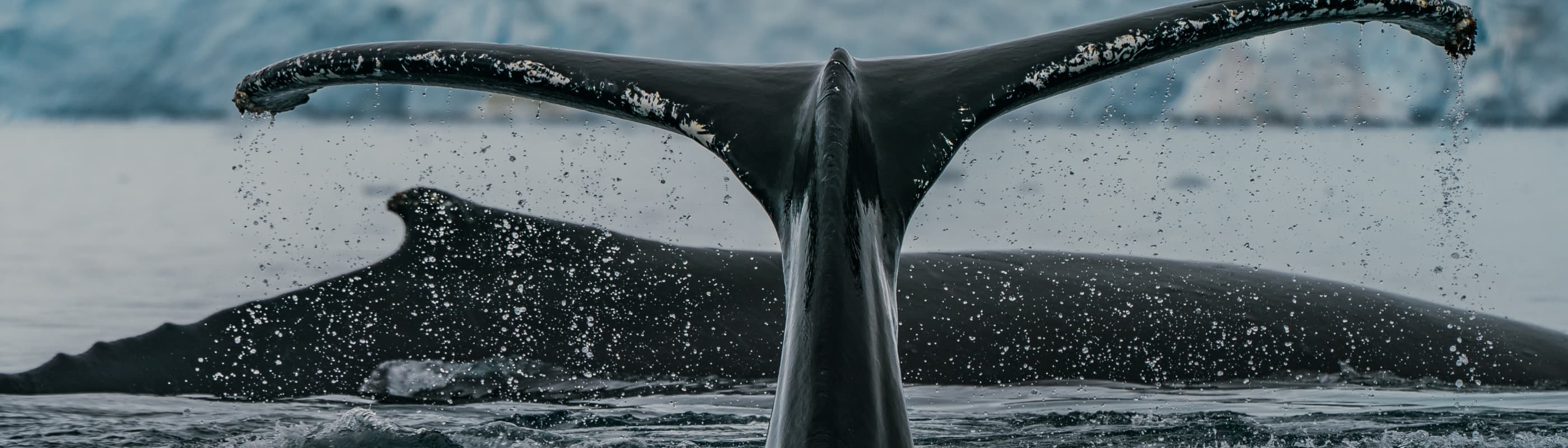 Close-up of a whale's tail splashing in the water, with another whale visible in the background and a glacier-covered landscape beyond.